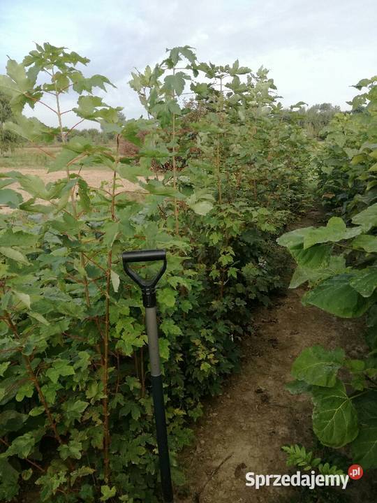 sosna klon wierzba grab jarzębina brzoza katalpa lubelskie Puławy