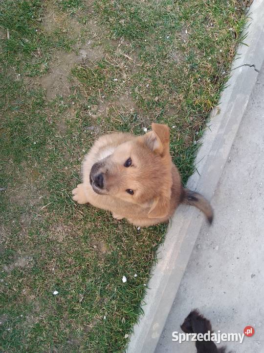 Szczeniaki pół chow chow Zwierzęta Łańcut sprzedam