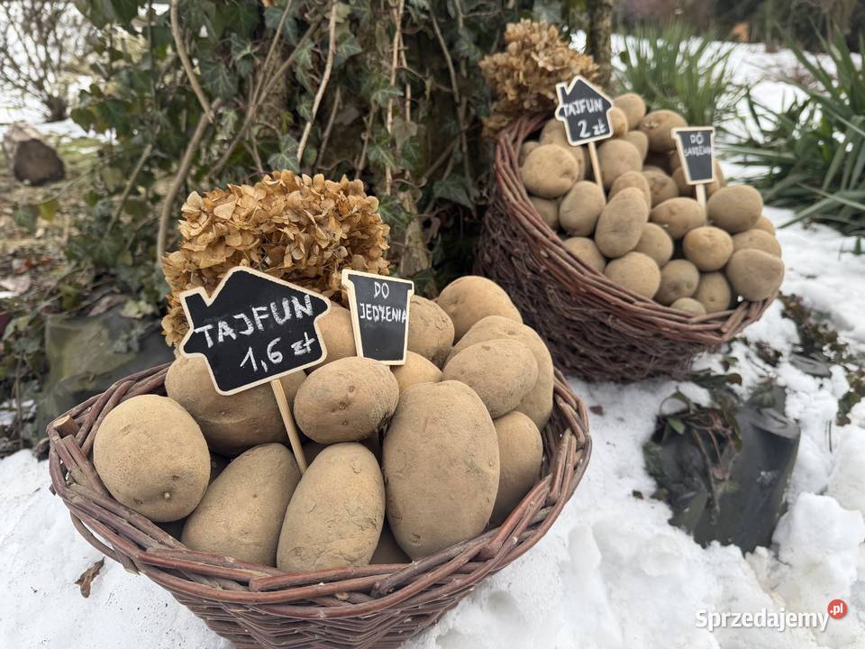 Ziemniaki tajfun do jedzenia i sadzenia Wadowice