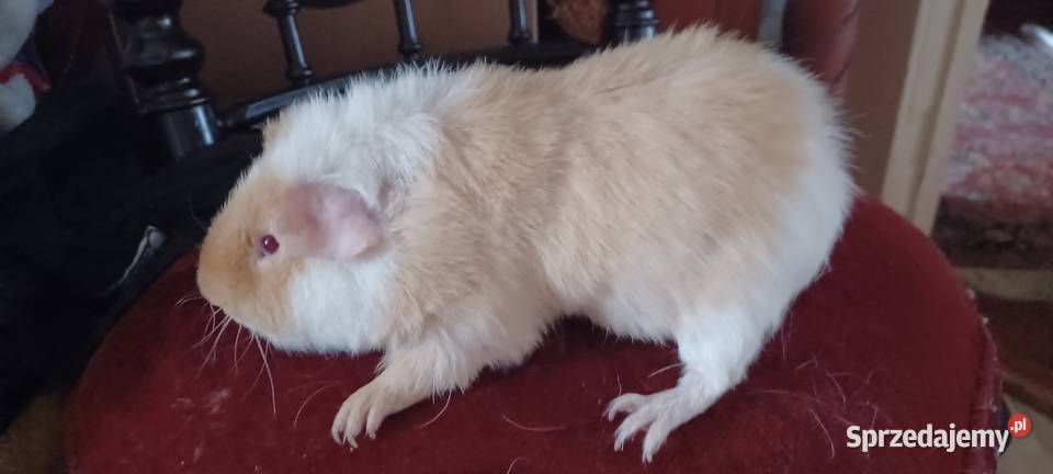 TEDDY SAMCZYK 55 MIESIĘCZNY GRUBAS Z KARMELOWYMI Poznań sprzedam