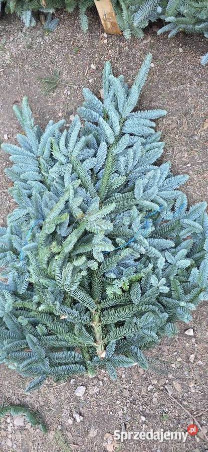 Gałęzie bunty nobilisa kaukaza nordman choinka Kielce