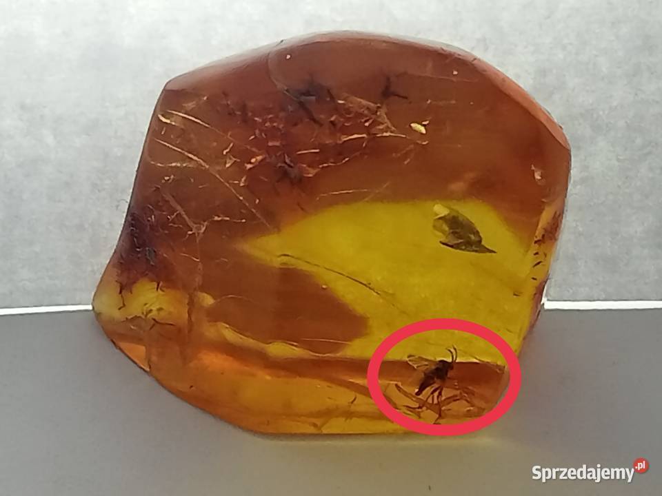 Bursztyn bałtycki z inkluzją owad pomorskie