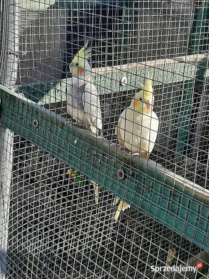 Papugi nimfy para Skała