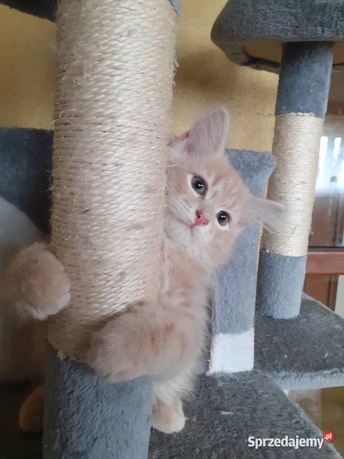 Śliczna Koteczka Syberyjska IGA Zwierzęta