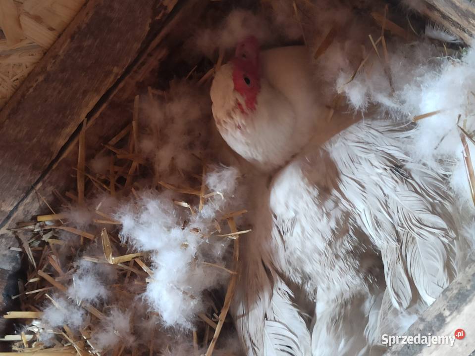 Jaja lęgowe kaczek pizmowychfrancuskich Drób i ptactwo Krasnystaw