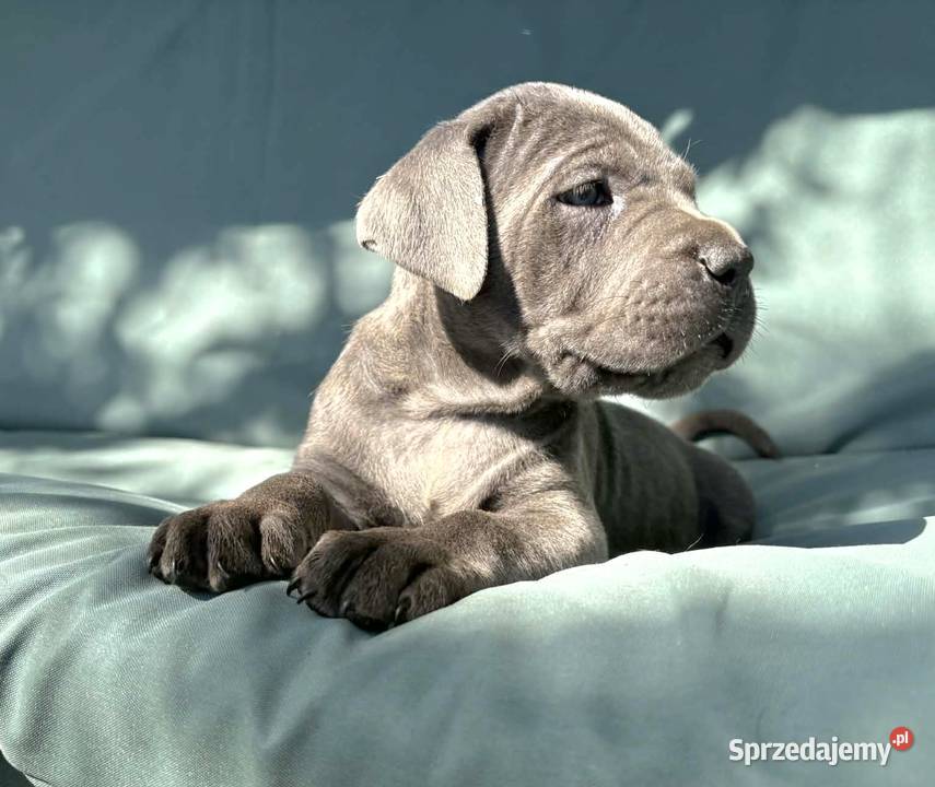 Szczeniaki Cane Corso ZKwP FCI Rezerwacja Psy