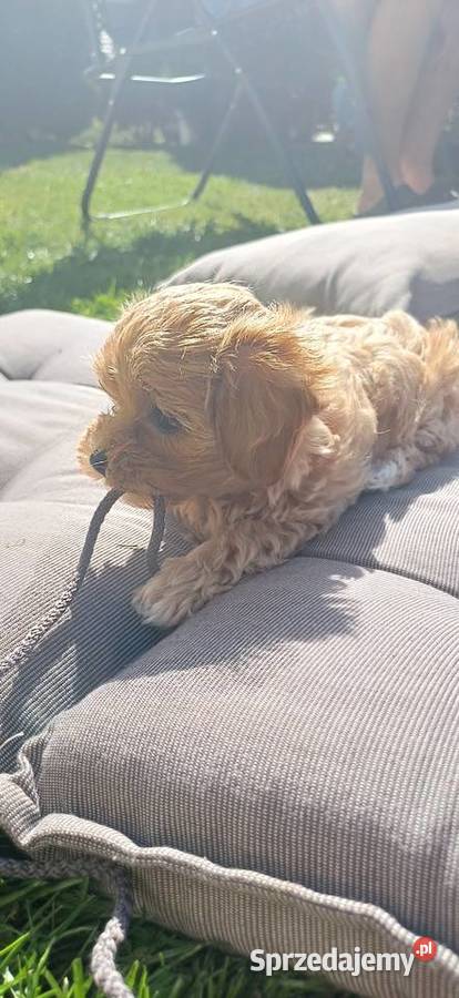 Szczenięta Maltipoo Gorlice