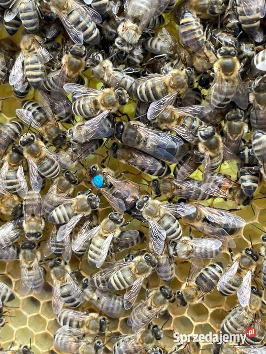 Sprzedam rodziny pszczele świętokrzyskie Zagnańsk sprzedam