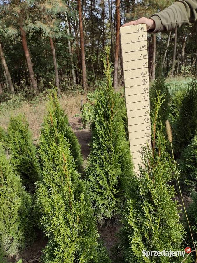 Tuje szmaragd Thuja szmaragd Kurów