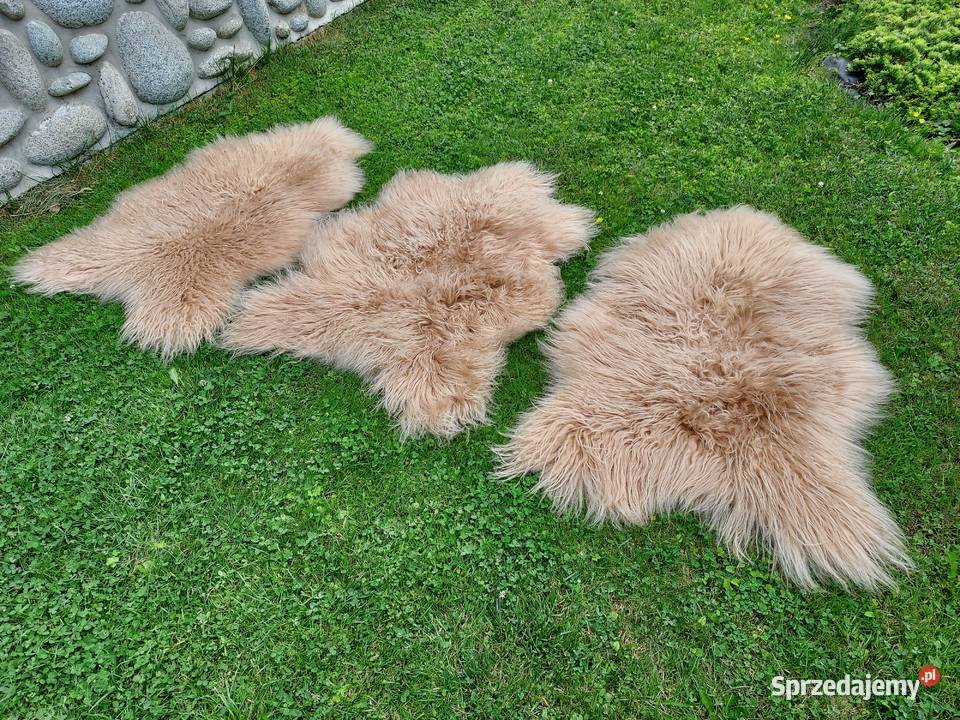 Owcza Skóra Naturalna Kremowa Długi Kręocny Włos Szaflary