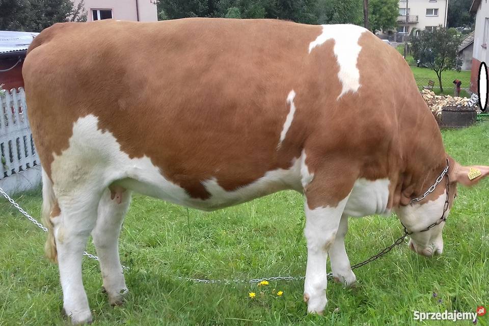 Jałówka Simental cielna SM Niechobrz sprzedam