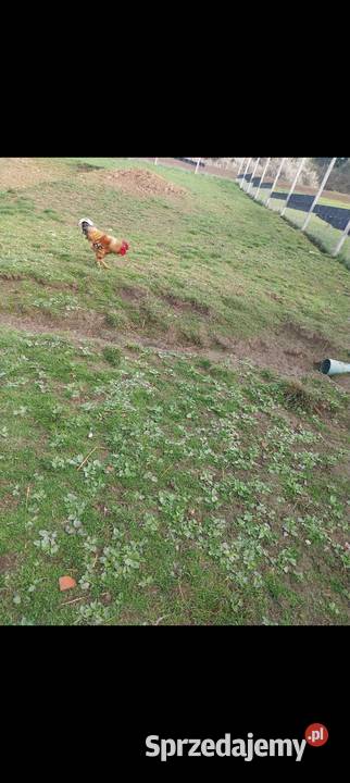 Kogut koguty młode 2025 Hodowla i gospodarstwo Nowy Sącz