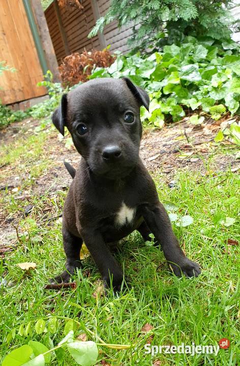 Patterdale Terrier nie Jagdterier ZKwP FCI Brzeziny