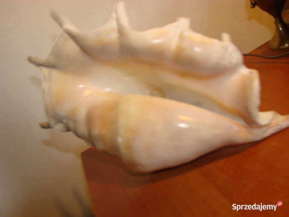 duża muszla morska Pruszcz Gdański sprzedam