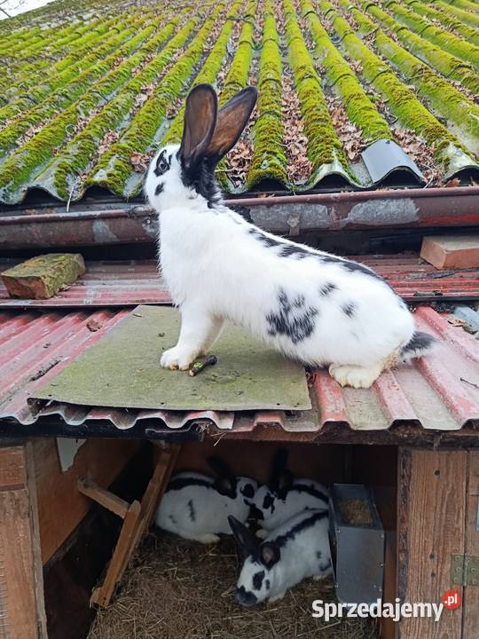 Króliki różnej wielkości łódzkie Gorzkowice