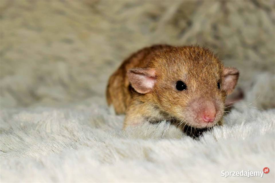 Szczury szczurki szczur dumbo dumbo rex dumbo Wrocław sprzedam