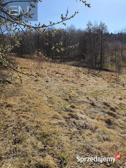 Działka 5000m2 Jazowa Sprzedaż