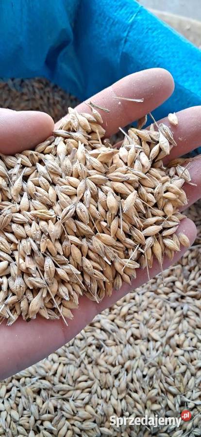 Jęczmień jary ościsty Gorenice