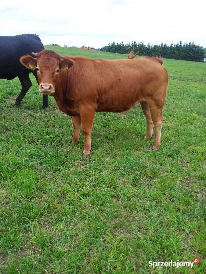 4 jałówki 100 LM Limousine