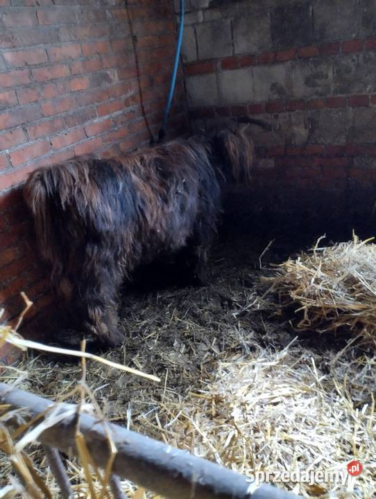 Sprzedam bydło szkockie Jabłoń