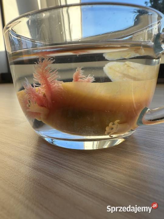 Axolotl Aksolotl Salamandra Meksykańska