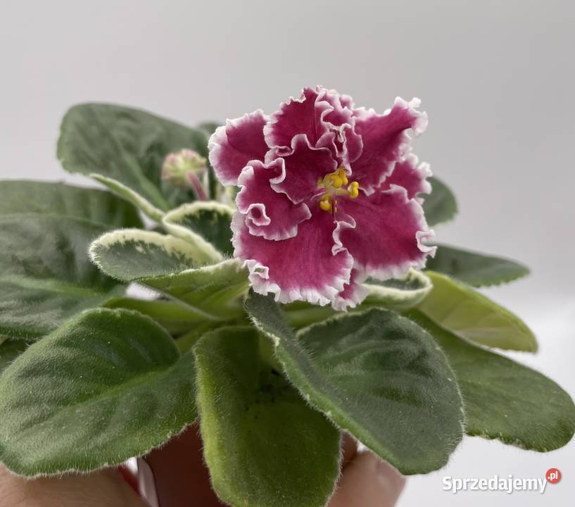 Fiołek afrykański kwitnąca sadzonka świętokrzyskie Jędrzejów