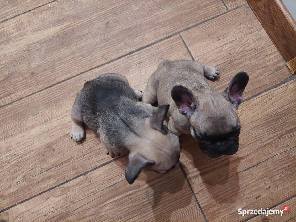 Buldog francuski piesek Wronki sprzedam