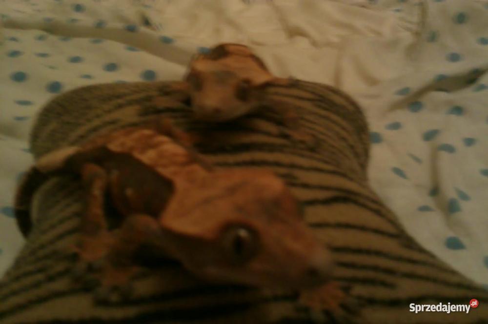 dwa gekony orzęsione terrarium 120x40x60 Opole sprzedam