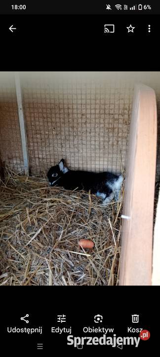 sprzedam króliki Gryzonie małopolskie Uście Solne