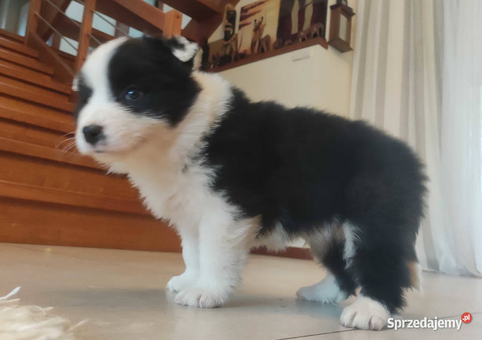 Szczenię BORDER COLLIE z Hodowli Rasowy pies z