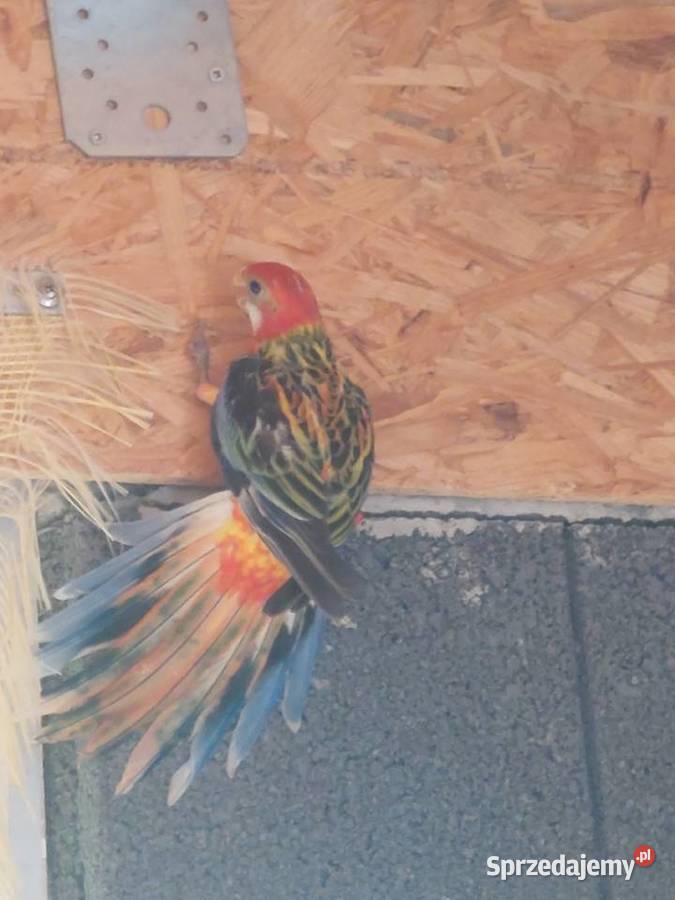 Rozelle ruodsterki Ruda Wieczyńska sprzedam