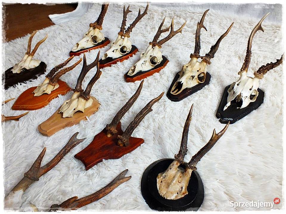 Kolekcja poroże 12 Parostki jelenia z czaszką na Żary