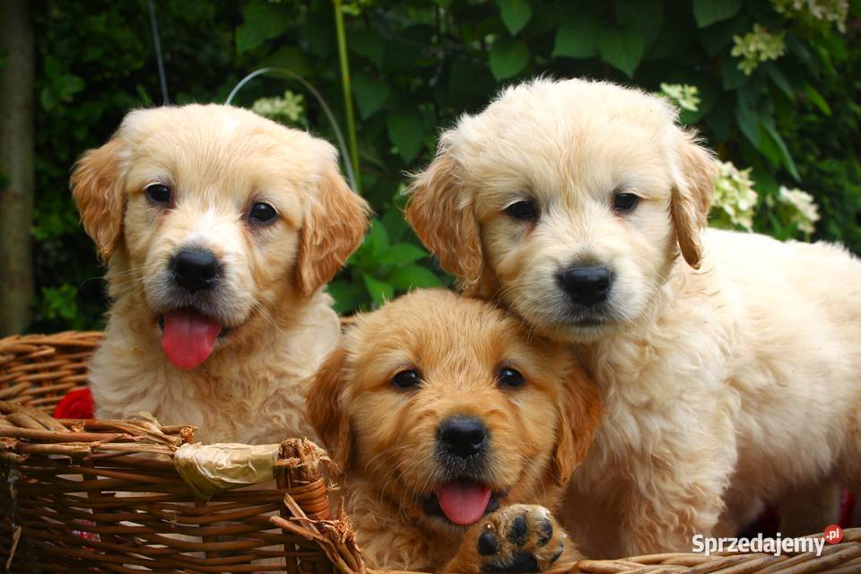 Golden retriever szczeniaki 7 tygodni podkarpackie