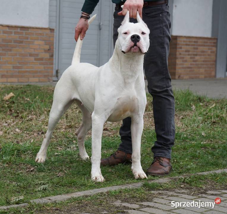 Szczeniaki Dog Argentyński ZKwP FCI Rezerwacja Psy Gończyce