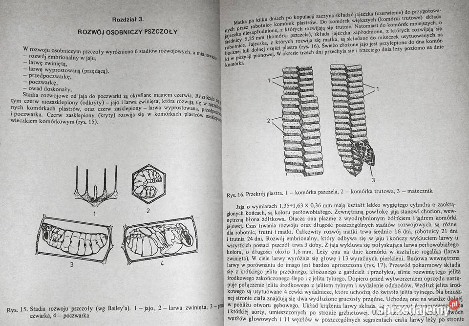 Choroby pszczół Zdzisław Gliński Jerzy Rzedzicki Chełm