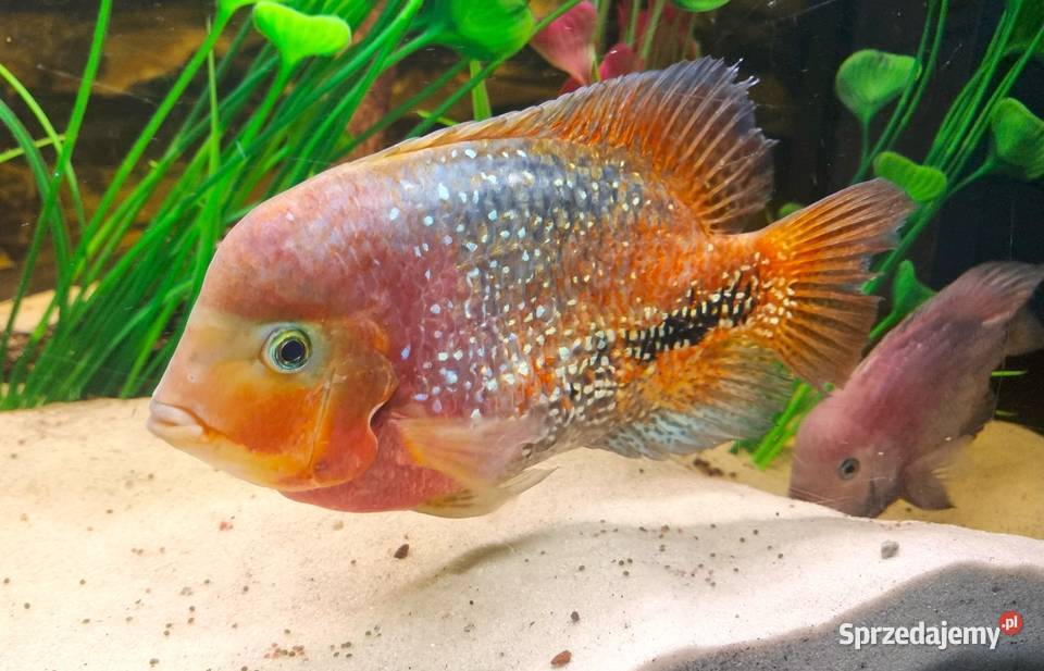 Pielęgnica Vieja synspilum belize blue spotted Ryby Międzyrzecz