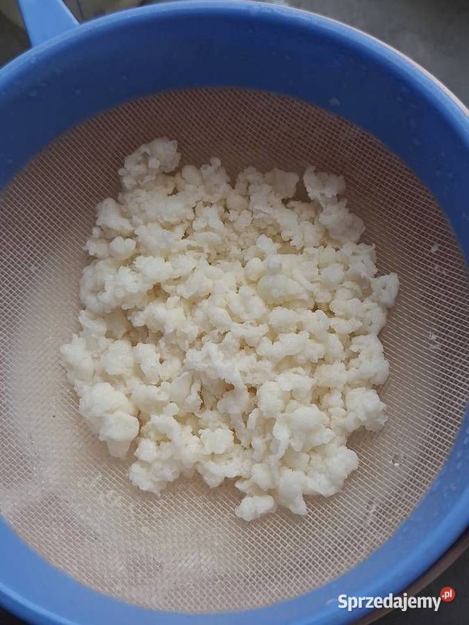 PROMOCJAGrzybek tybetański ziarna Pozostałe Wąbrzeźno sprzedam