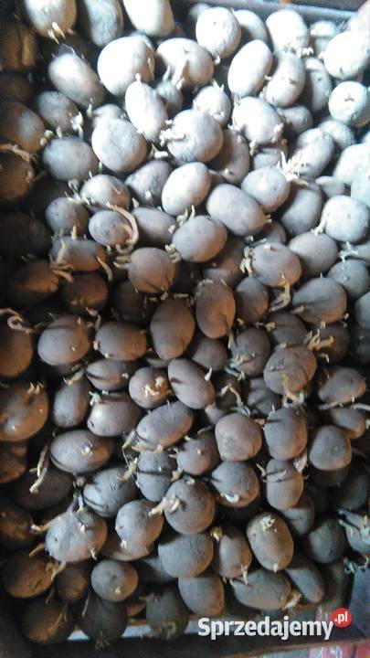 Sadzeniaki odmiana Marabel Rolnictwo Wronów