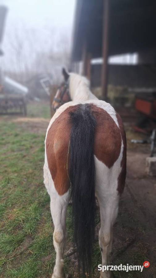 Sprzedam klacz Proboszczowice