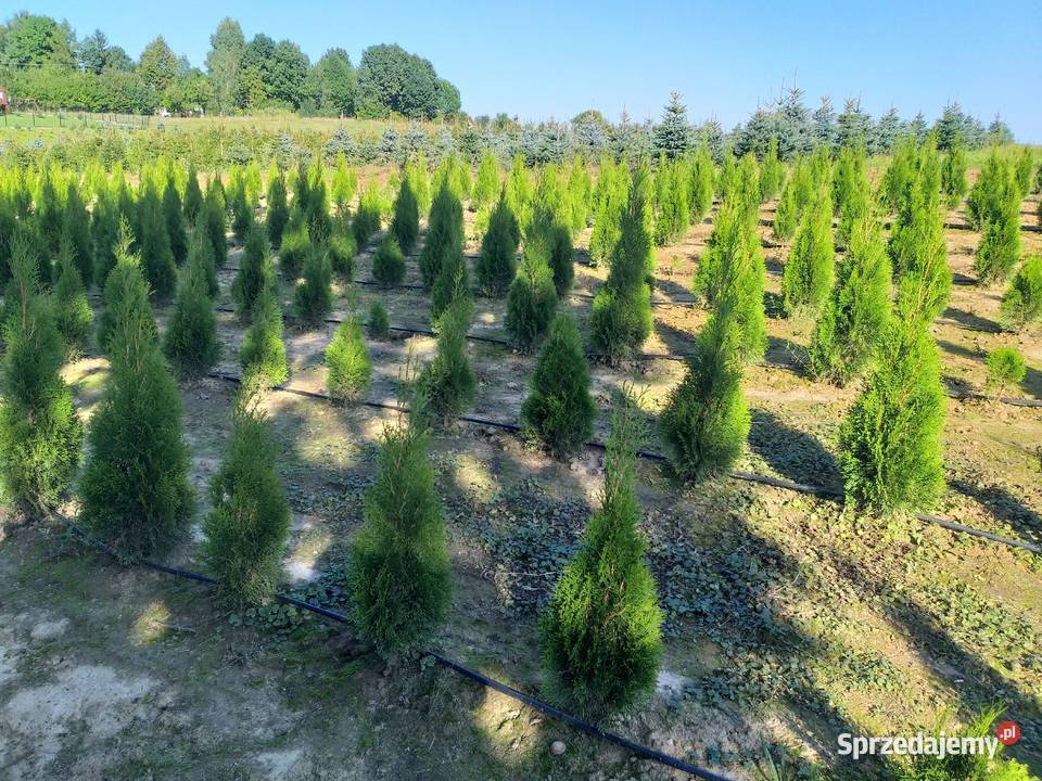 Tuja Thuja Smaragd Szmaragd Śniadka Druga