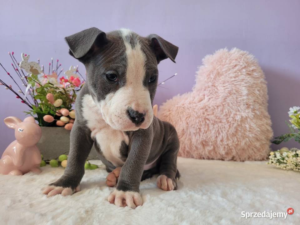 Śliczne szczeniaki amstaff Kraków