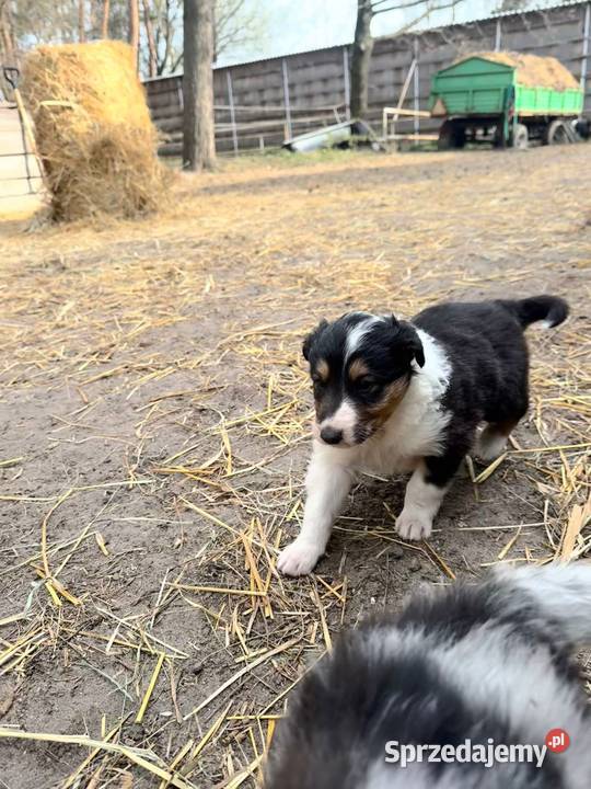 Owczarek szkocki collie Zakrzewo