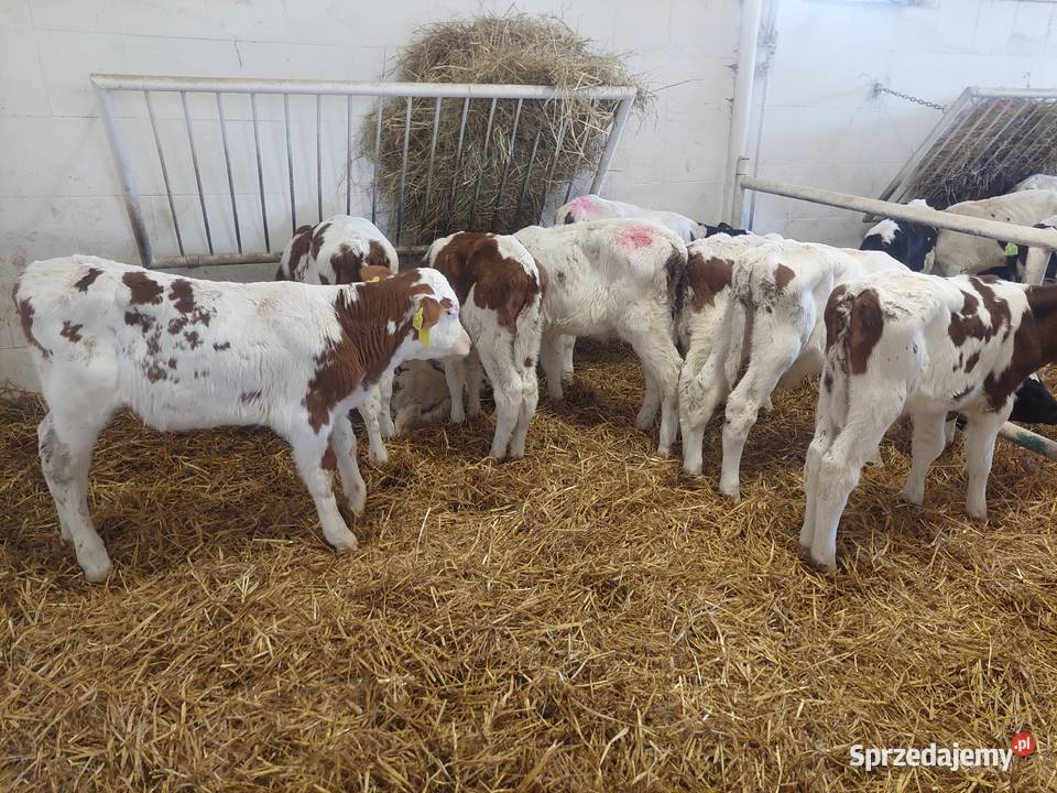 Mięsne byczki sprzedam cielęta Bodzanów