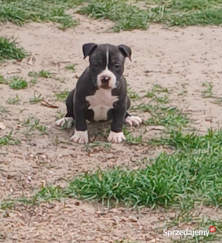 American Staffordsihre Terrier szczeniak