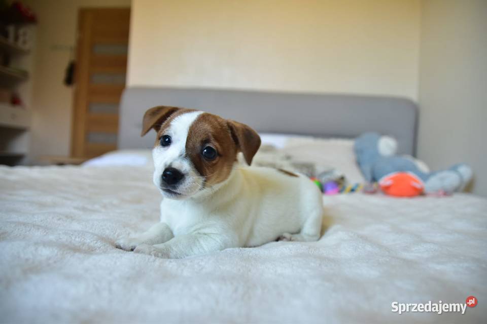 Jack Russell terrier fci sunia gotowa Jack Russell Terrier Targanice sprzedam