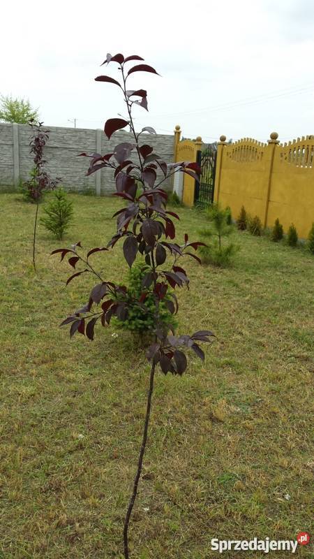 Sprzedam dom 135m2 działka 17200m2 Bezpośrednio Sochaczew