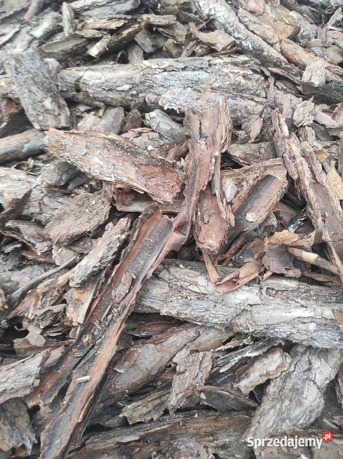 Kora Ogrodowa dolnośląskie Jabłonów