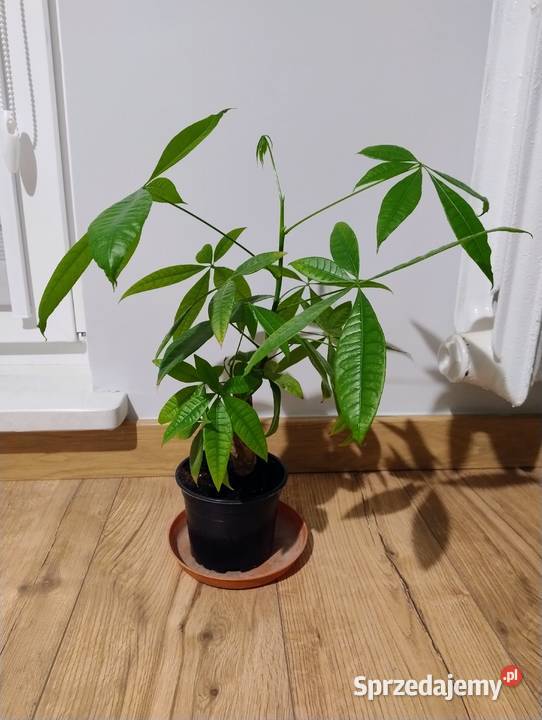 Pachira wodna Pachira aquatica 45 Poznań