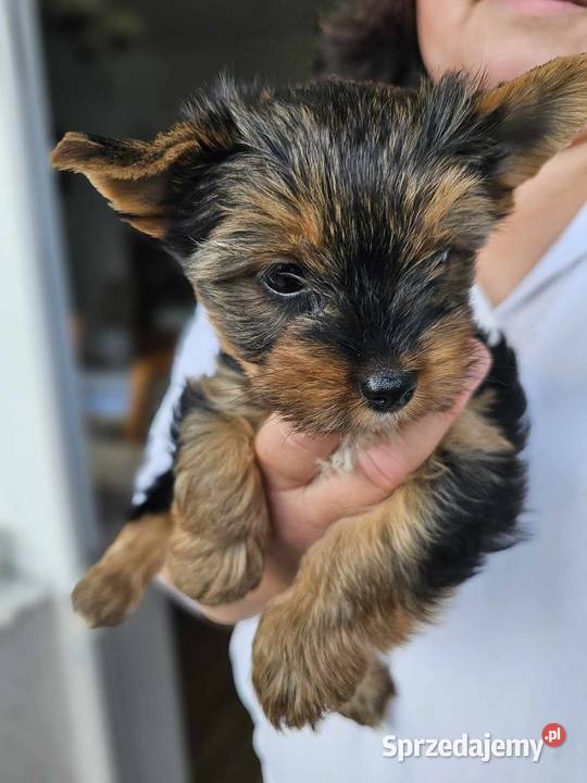 Yorkshire terrier Malutka Dziewczynka Mini Częstochowa sprzedam