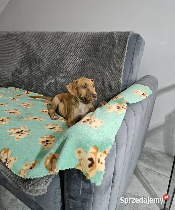 Suczka Pit Bull Terrier Płońsk